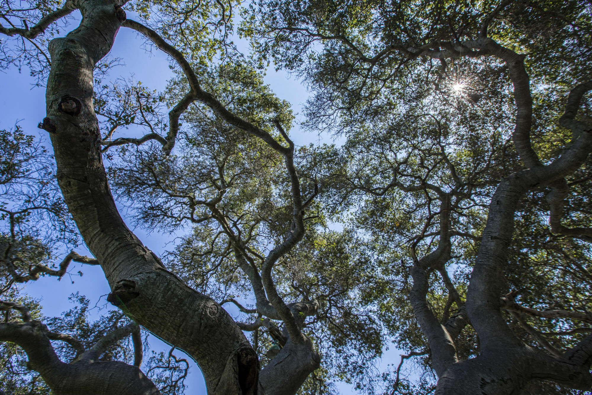 The Blue Sky Lodge Carmel Valley Buitenkant foto